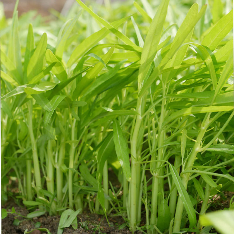 Vegetable Seeds,Seed Varieties For Planting,Home Garden Vegetables