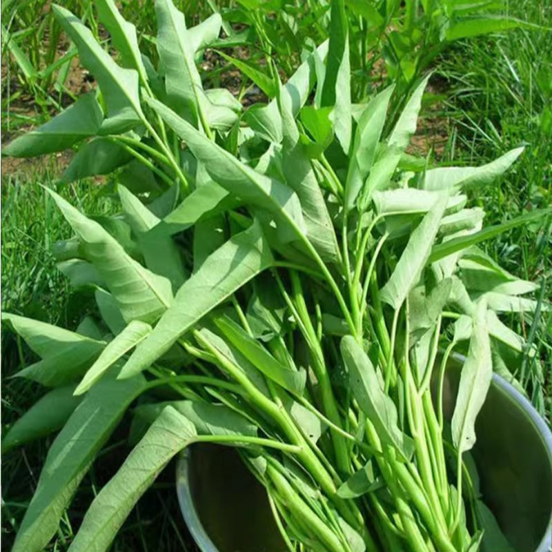 Vegetable Seeds,Seed Varieties For Planting,Home Garden Vegetables