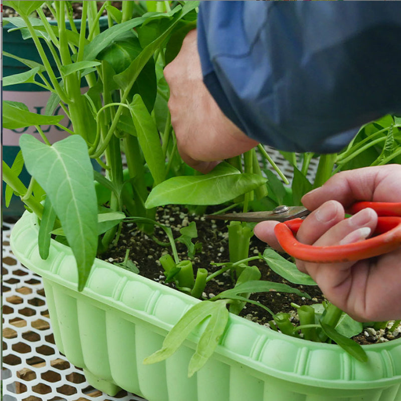 Vegetable Seeds,Seed Varieties For Planting,Home Garden Vegetables